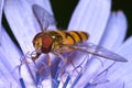 Episyrphus balteatus Royalty Free Stock Photo