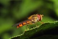 Episyrphus balteatus Royalty Free Stock Photo