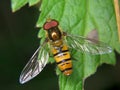 Episyrphus balteatus Royalty Free Stock Photo