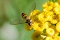 Episyrphus Balteatus, Dittero Sirfide Royalty Free Stock Photo