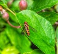 Episyrphus balteatus. Marmalade hoverfly. Insect. Arthropoda.