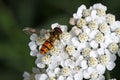 Episyrphus balteatus, Syrphid fly on Yarrow bloom