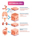 Epithelial cells vector illustration. Medical location and meaning diagram.