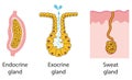 Epithelial gland types: endocrine, exocrine, sweat Royalty Free Stock Photo