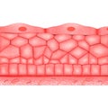 Epithelial Tissues