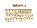 Epithelium. Body cells. Graphic illustration. Hand drawing, contour of symbol. Medicine and science, human anatomy simple