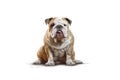 Epnglish Bulldog Dog On White Background. Generative AI