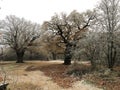 Epping Forest Winter landscape view with big oak tree. High quality photo, UK