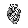 Human Heart Detailed Line Art Vector Icon Minimal Design Royalty Free Stock Photo