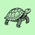 Stylized Tortoise Vector Green Tint Illustration Royalty Free Stock Photo