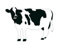 A black and white cow is standing in front of a white background. Royalty Free Stock Photo