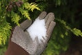 Epsom salt in a hand with gloves Royalty Free Stock Photo