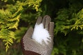 Epsom salt in a hand with gloves Royalty Free Stock Photo