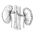 Sketch Anatomical kidneys organ.