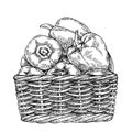 Sketch Fresh peppers in wicker basket. Hand drawn sweet bell peppers.