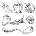 Bell Pepper hand drawn set. Sketch Vegetable.