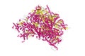 Epstein-Barr virus, C5 portal vertex. Ribbons diagram in secondary structure coloring. 3d illustration