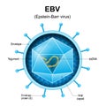 Epstein-Barr virus. EBV structure Royalty Free Stock Photo