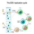 The Epstein-Barr virus replication cycle Royalty Free Stock Photo