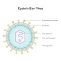 Epstein Barr Virus vector illustration graphic diagram Royalty Free Stock Photo