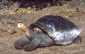Equador: Galapagos-turtle walking at the beach