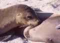 Equador: Two Sea lions lying in the sun on the sand at the coast of Galapagos Island Royalty Free Stock Photo