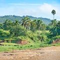 Equatorial forest