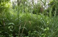 Equatorial tropical climate undergrowth with very ancient plants