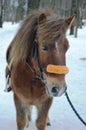 pony horse Royalty Free Stock Photo