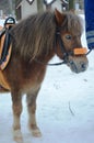 pony horse Royalty Free Stock Photo
