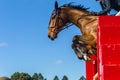 Jumping Horse Rider Closeup Action Royalty Free Stock Photo