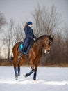 Equestrian country girl riding her bay horse in winter Royalty Free Stock Photo