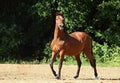 Equestrian girl in english style trial riding white dressage horse Royalty Free Stock Photo