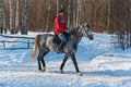 The equestrian on a gray horse. Royalty Free Stock Photo