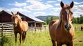 Equestrian Haven: Horse-Farm\'s Serene Beauty