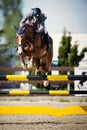 Equestrian Horse Rider Jumping.Picture showing a competitor performing in show jumping competition Royalty Free Stock Photo