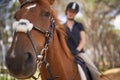 Equestrian, horse and riding closeup in nature on adventure and journey in countryside. Animal, face and rider outdoor Royalty Free Stock Photo