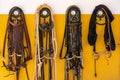 Equestrian implements hanging on a wall