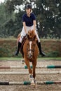 Bay horse with jockey girl jumping over a hurdle. A horse and rider in jump motion, in the air, equestrian competition in the rain