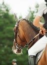 Equestrian jumping sport