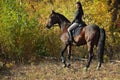 Equestrian model girl riding sportive dressage horse in autumn forest Royalty Free Stock Photo
