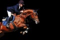 Equestrian: rider with bay horse in jumping show, isolated Royalty Free Stock Photo