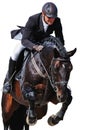 Equestrian: rider with bay horse in jumping show, isolated Royalty Free Stock Photo