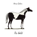 Piebald, skewbald, pinto horse color chart on white. Equine coat colors with text.