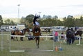 Equestrian show horse & rider jumping bar of hurdle on obstacle course