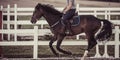 Equestrian show jumping horse training. Equestrian theme Royalty Free Stock Photo