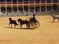 Equestrian show at Ronda bull ring, Spain