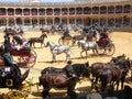 Equestrian show at Ronda bull ring, Spain