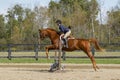 Equestrian Showing Warmbood Jumping - Side