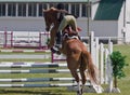 Equestrian showjumping horse Royalty Free Stock Photo